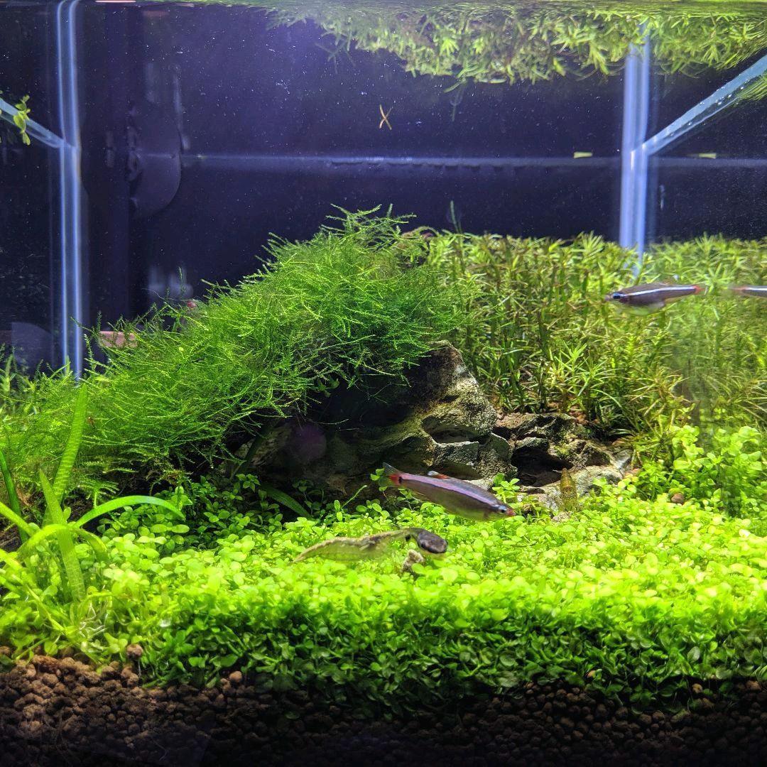 メルカリ Off cmキューブ水槽 スターターセット 魚用品 水草 7 900 中古や未使用のフリマ メルカリ Off cmキューブ水槽 スターターセット 魚用品 水草 7 900 中古や未使用のフリマ