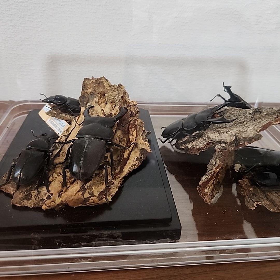 クワガタ　ジオラマ　シェンクリングオオクワガタ