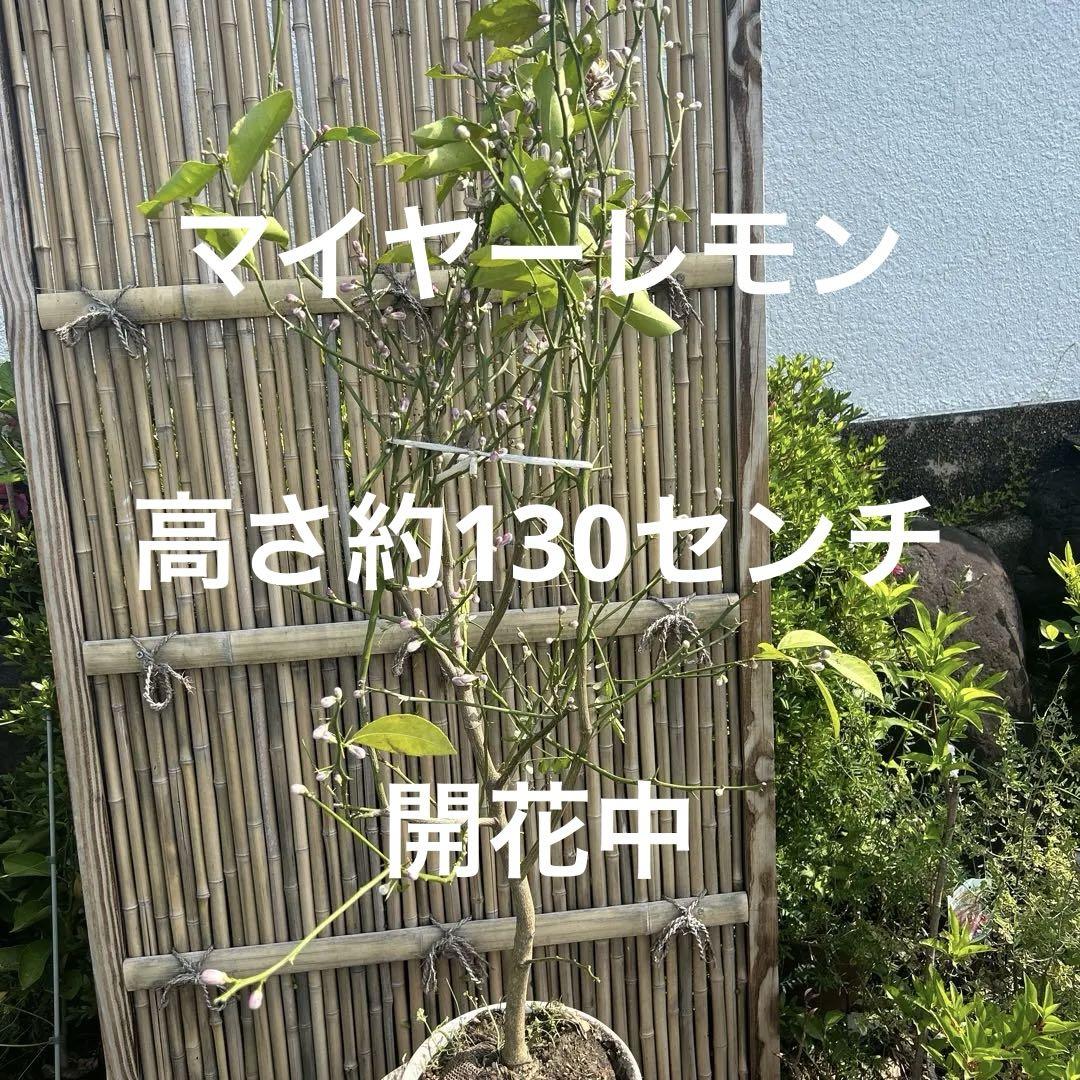 マイヤーレモンの木 つぼみ多数 約130センチcm