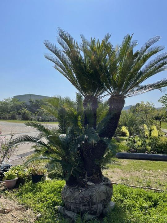 ブラック系珍しいソテツ『特大』❗️ 植物/観葉植物 インテリア・住まい・小物ブラック系¥75,532-everyz.org ブラック系珍しいソテツ『特大』❗️ 植物/観葉植物 インテリア・住まい・小物ブラック系¥75,532-everyz.org