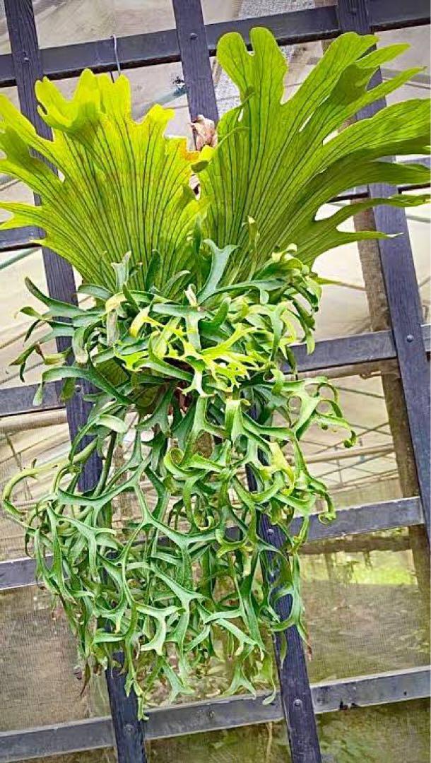 国内激激レアレア　P.dragon tree コロナリウム　2株