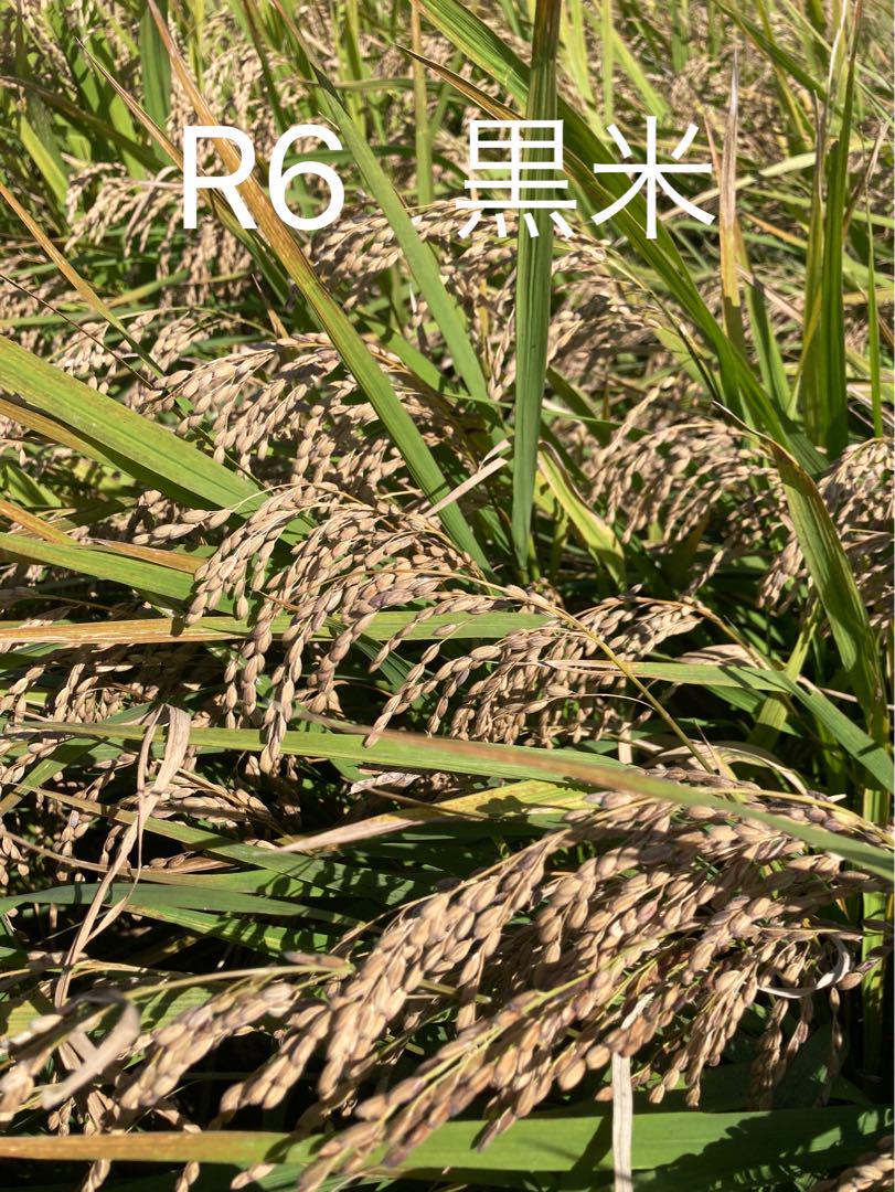 栃木県小山市産　令和6年度黒米　500g×4＋ハトムギ入り三昧500g×4