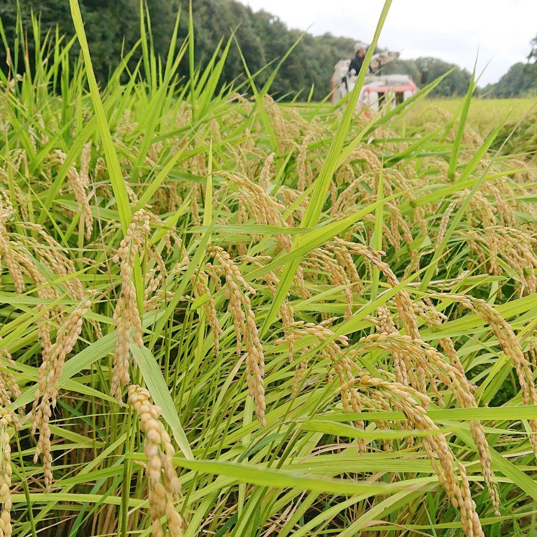 【玄米20kg】粒すけ 令和6年収穫 千葉県産