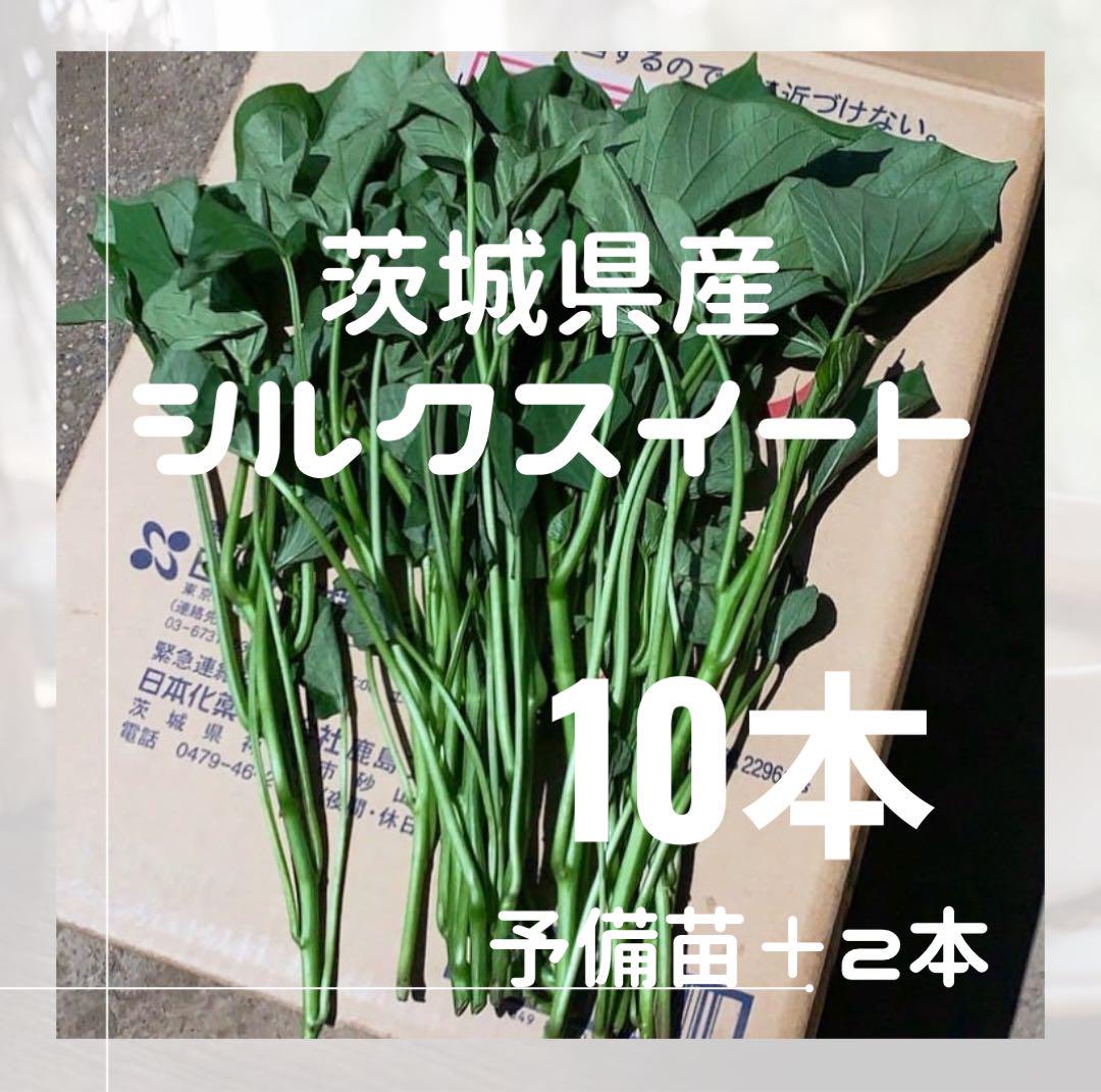 シルクスイート芋苗1000本