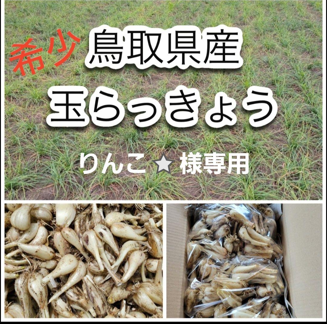 希少❗玉らっきょう　３kg