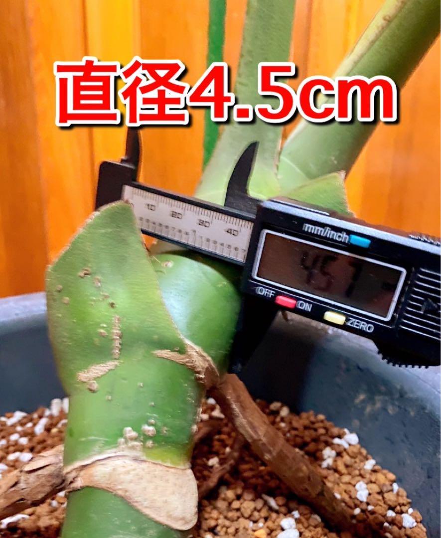 巨大モンステラデリシオーサ 根上がり 幹上がり