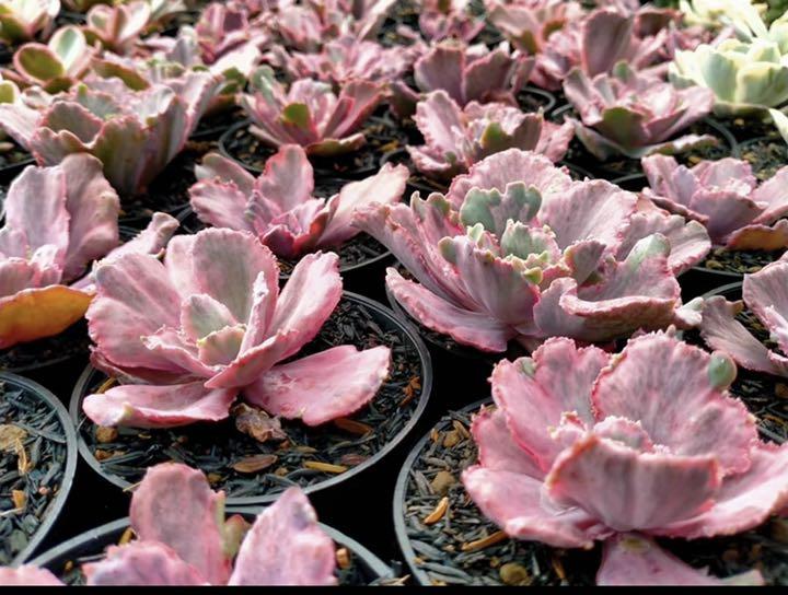 受注生産品】ガオ様 多肉植物 植物/観葉植物 インテリア・住まい・小物¥27,640-viapermuta.com.br 受注生産品】ガオ様 多肉植物 植物/観葉植物 インテリア・住まい・小物¥27,640-viapermuta.com.br
