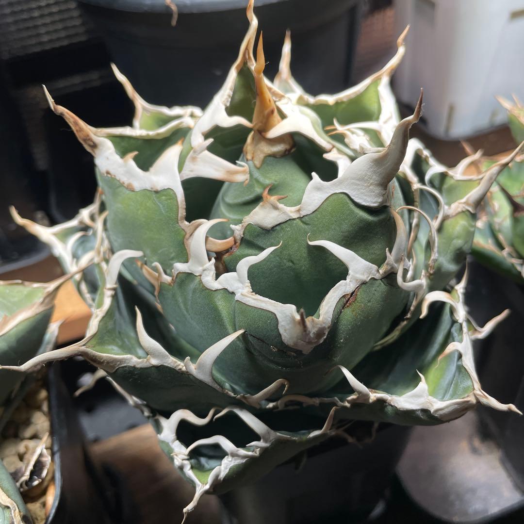 チタノタ目立った傷や汚れなし