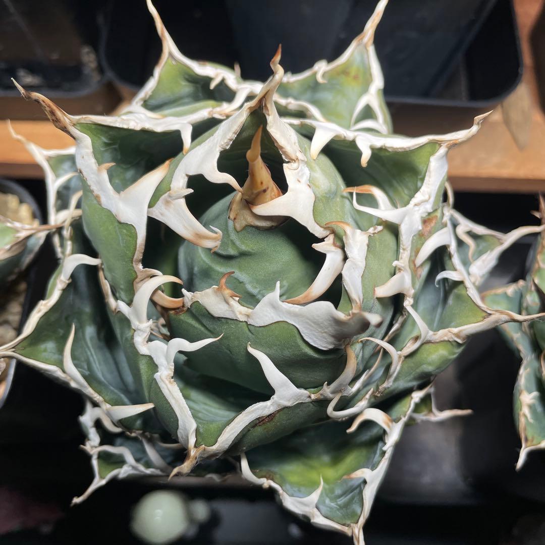 アガベ チタノタ目立った傷や汚れなし