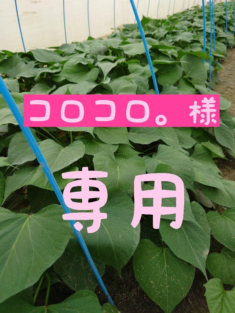 さつまいも苗⭕️あまはづき２０本⭕️紅はるか３０本⭕️】
