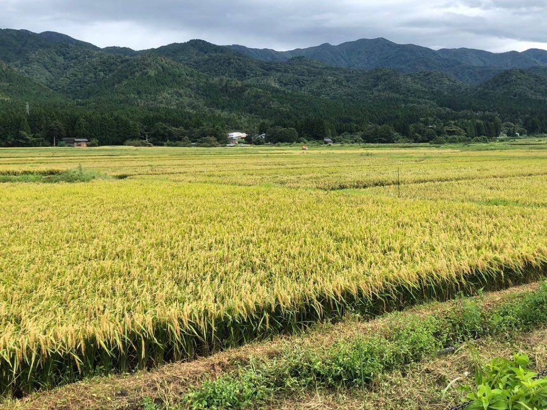 新潟県産コシヒカリ 特別栽培米 笹神産 送料込み 玄米 60㎏