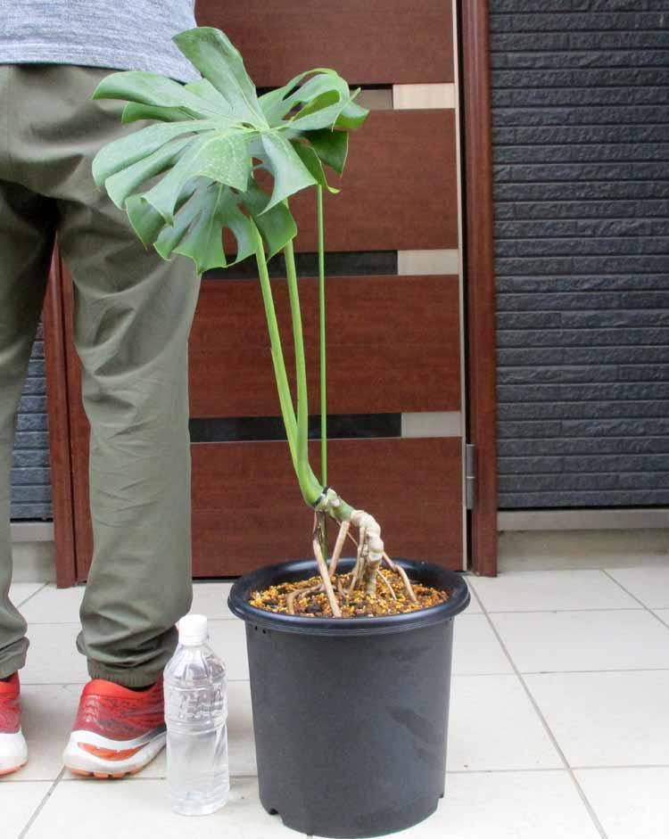 総合福袋 【現品】モンステラ・デリシオサ 大株 幹立ち 8号 RA番 植物 ...
