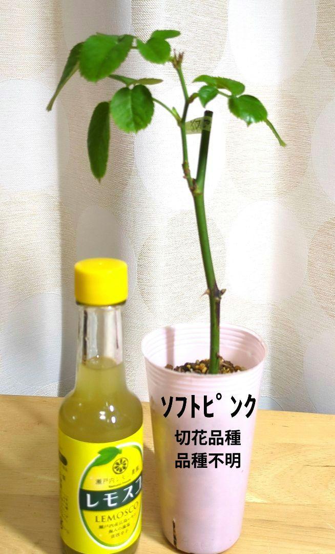 バラ挿し木苗 4種セット