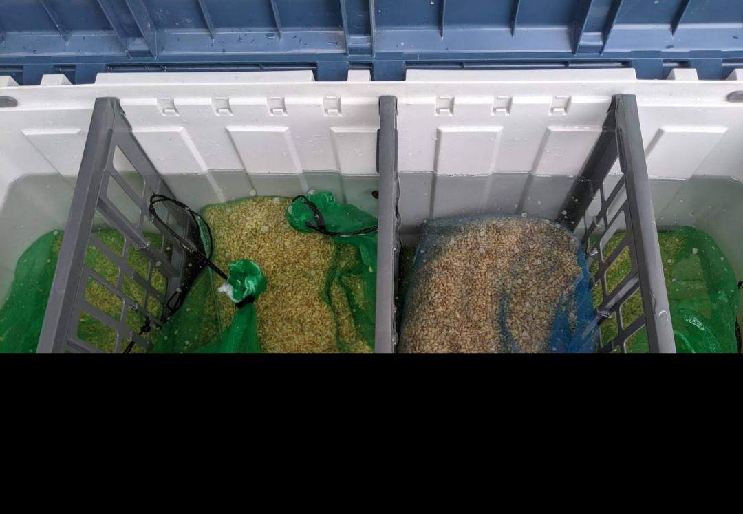 ☆18日まで特価☆飼料米鳥のえさ20㎏　農薬・化学肥料不使用　有機栽培