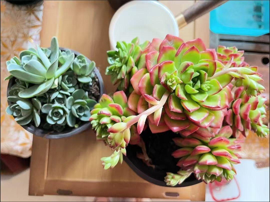 中型多肉植物 緑と赤のグラデーション*5