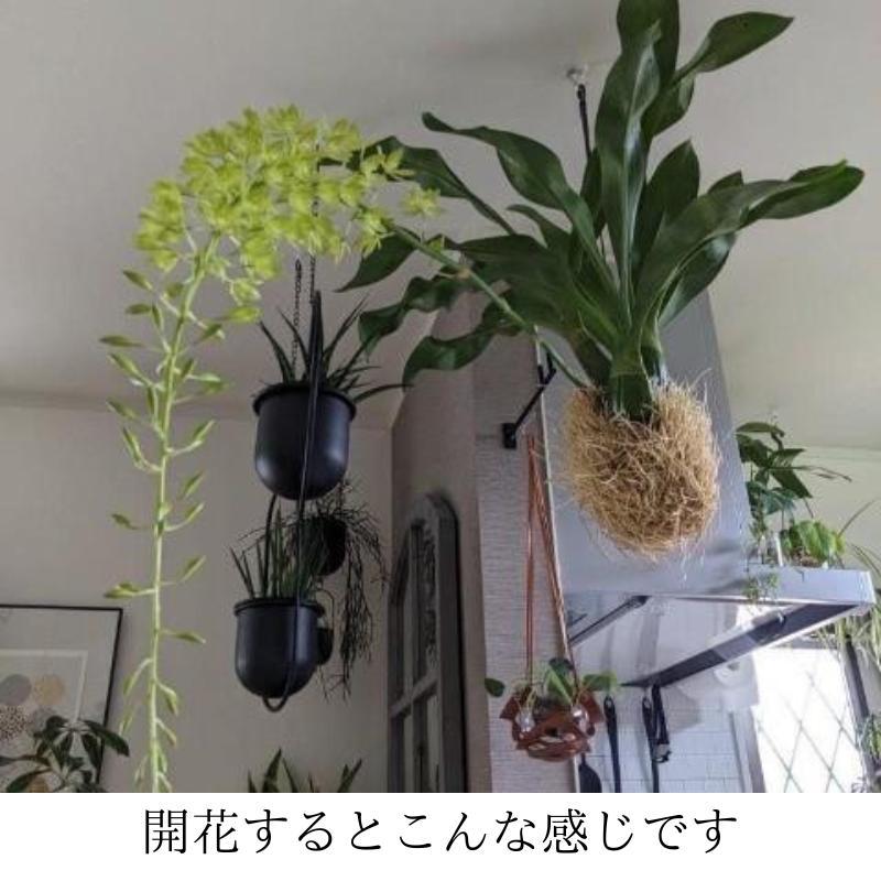 売れ筋がひ新作！ 国産 超美品56goro 約60 吊り下げ 観葉植物 モジャマトフィラム その他観葉植物