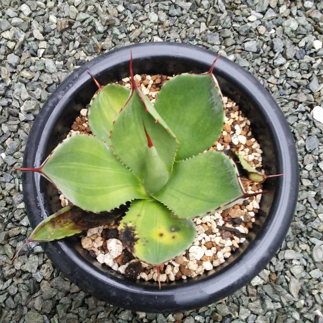 トランカータ錦