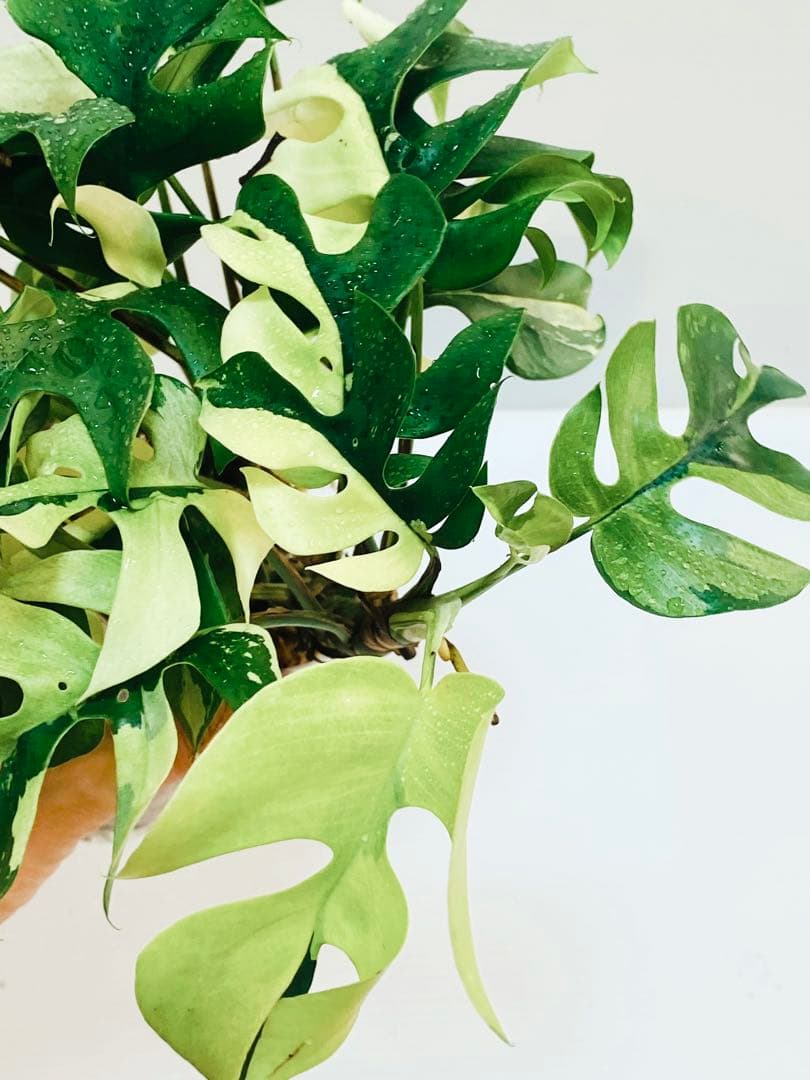 【超特大株】ラフィドフォラ テトラスペルマ パラゴン 斑入り ヒメモンステラ