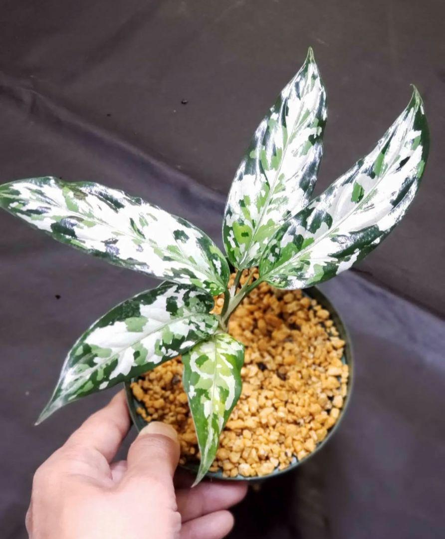 超特価朝方迄限定価格【Weed】Aglaonema pictum