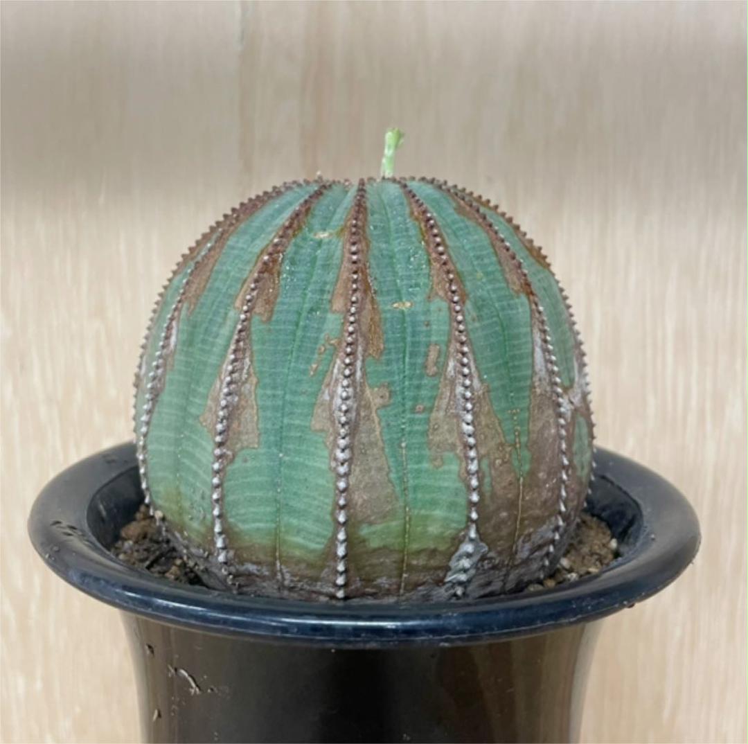ひょうたん型】 Euphorbia Obesa ユーフォルビア オベサ