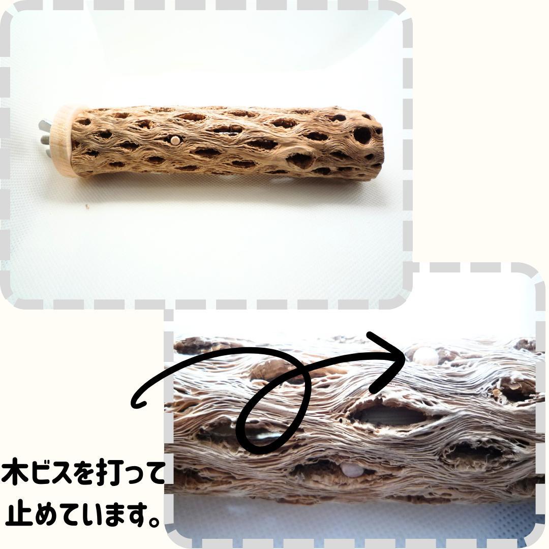 鳥用品 止まり木 カクタス スケルトン パーチ 細めサイズD ピピ