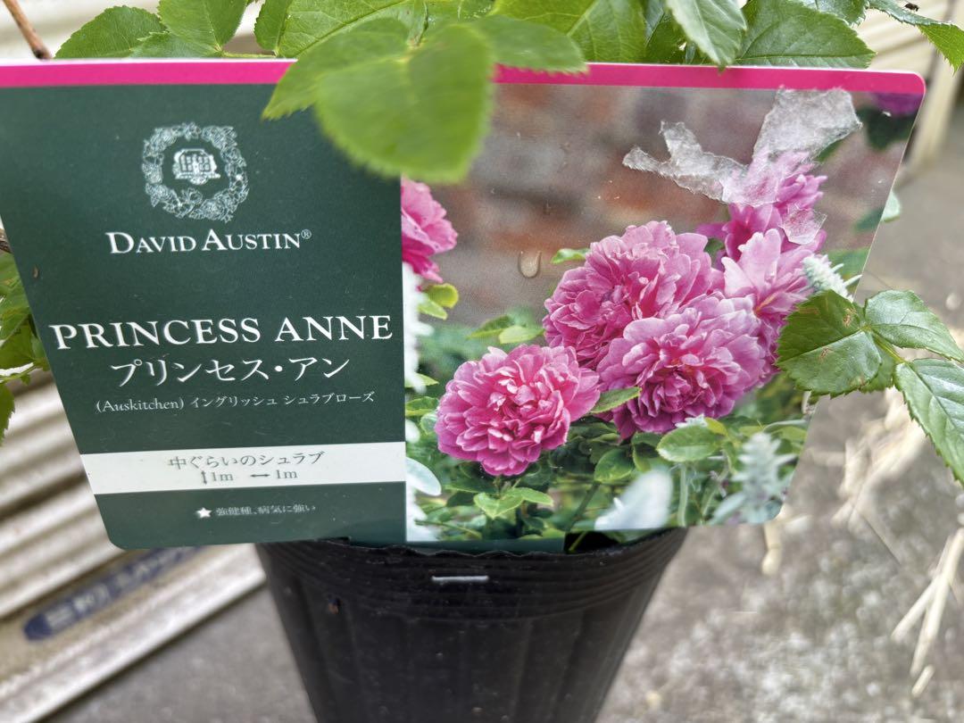 DAVID AUSTIN プリンセス・アン　バラ苗 正規品　薔薇　ローズ