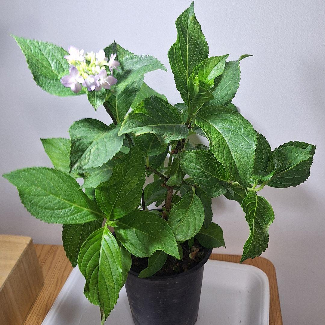 【保障できる】 紫陽花 紫～ブルー三年生挿し木抜き苗一株 メルカリ - 花