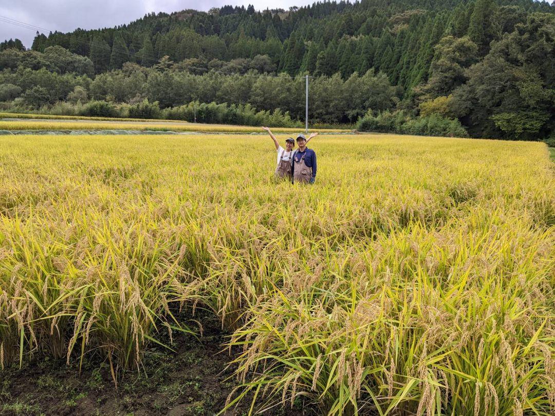 ★自然栽培米　玄米10kg(5kg×2)　令和6年度　熊本県産　森のくまさん★