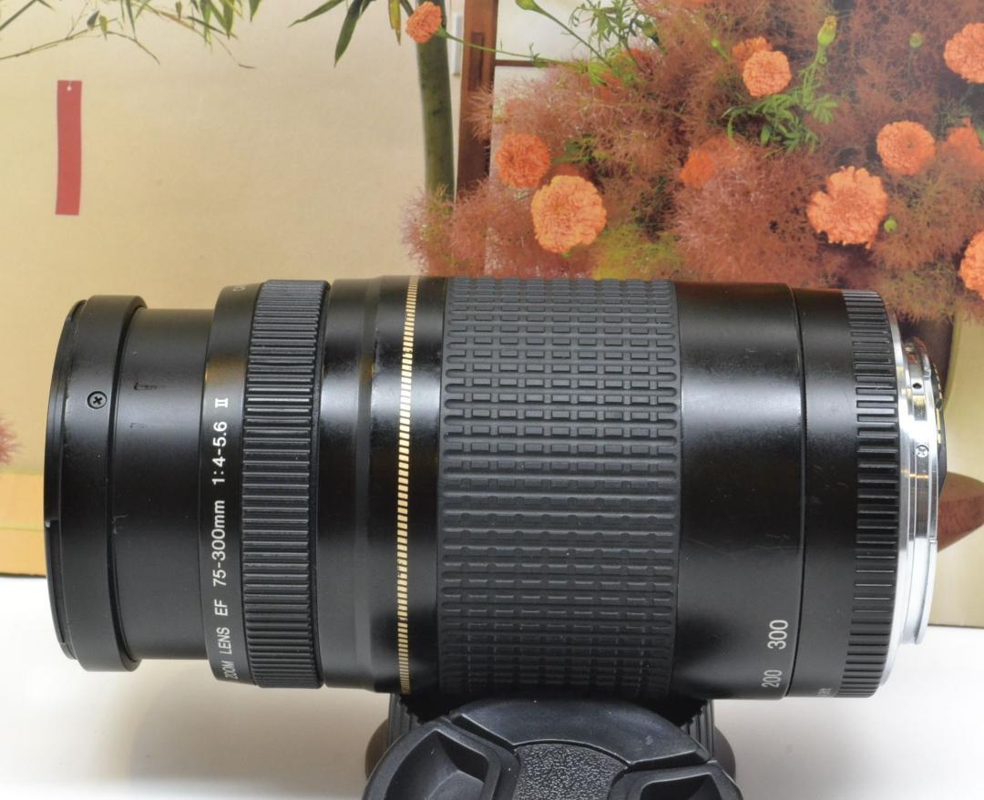 キヤノンEFマウント高質 今の一瞬を永遠に! キヤノン望遠レンズ Canon EF75-300mm レンズ(ズーム) カメラキヤノン EFマウント¥8,584-nbaircompressor.com キヤノンEFマウント高質 今の一瞬を永遠に! キヤノン望遠レンズ Canon EF75-300mm レンズ(ズーム) カメラキヤノン EFマウント¥8,584-nbaircompressor.com
