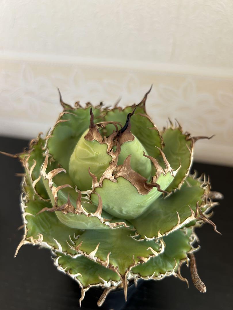 チタノタ
