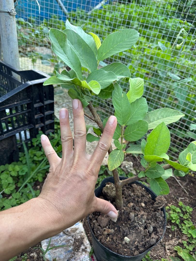 これは「グアバの女王」