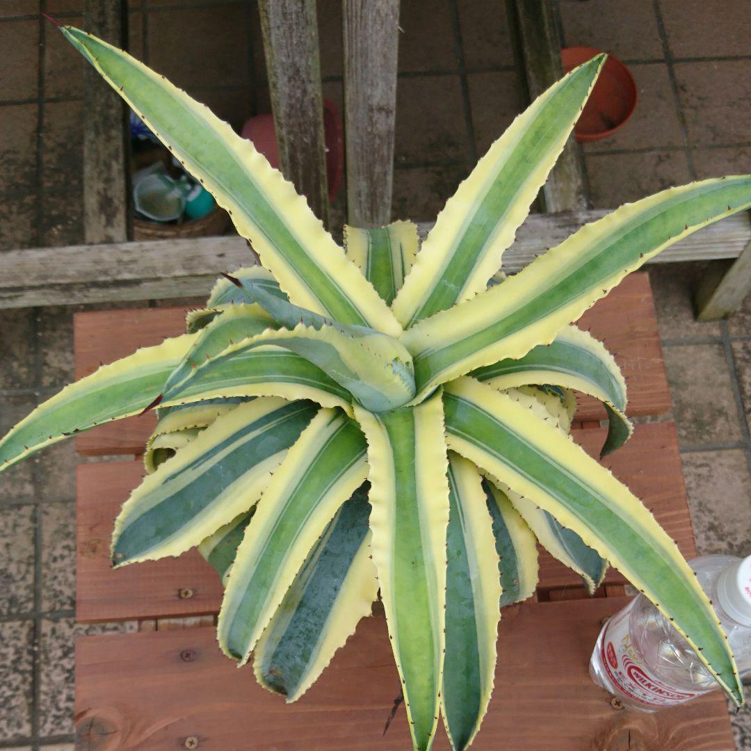 新製品情報も満載 アガベ 斑入り特大 植物/観葉植物 インテリア・住まい・小物¥27,200-www.montevideocollege.edu.uy 新製品情報も満載 アガベ 斑入り特大 植物/観葉植物 インテリア・住まい・小物¥27,200-www.montevideocollege.edu.uy