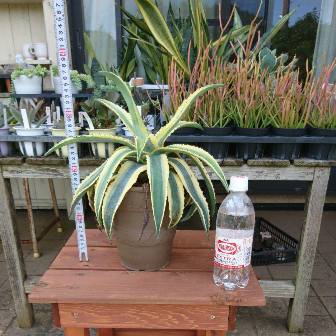 新製品情報も満載 アガベ 斑入り特大 植物/観葉植物 インテリア・住まい・小物¥27,200-www.montevideocollege.edu.uy 新製品情報も満載 アガベ 斑入り特大 植物/観葉植物 インテリア・住まい・小物¥27,200-www.montevideocollege.edu.uy