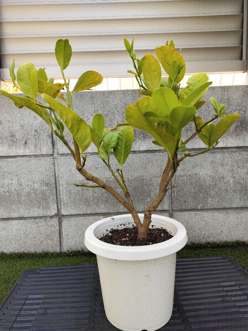 福袋 公式 苗 仏手柑 苗木 果樹 観葉植物(2) 熱帯果樹 蕾付き 挿し木6年苗 果樹