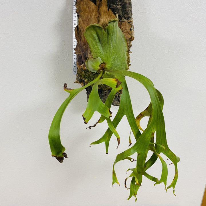 ビカクシダ コロナリウム〔Thinthin〕コルク付け1 観葉植物