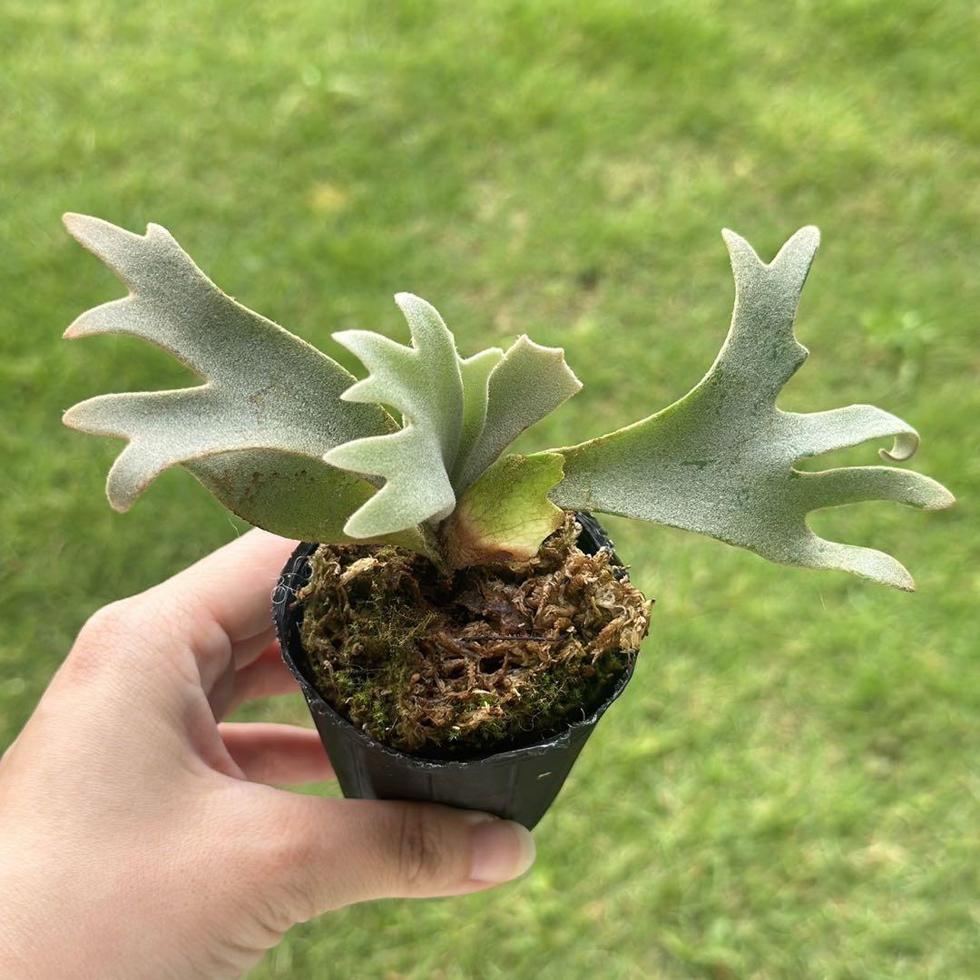 確認3 P.willinckii 'Jenny' TC株　③ ビカクシダ ジェニー P. willinckii 'Jenny' TC【587