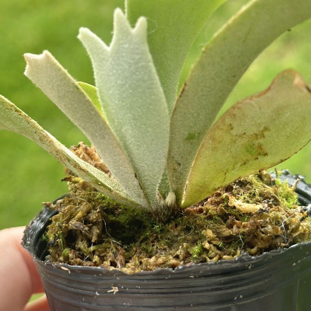 こたろう様メルカリ便！P. willinckii ’Jenny’ TC 1604 P. willinckii 'Jenny' TC 2121 - メルカリ