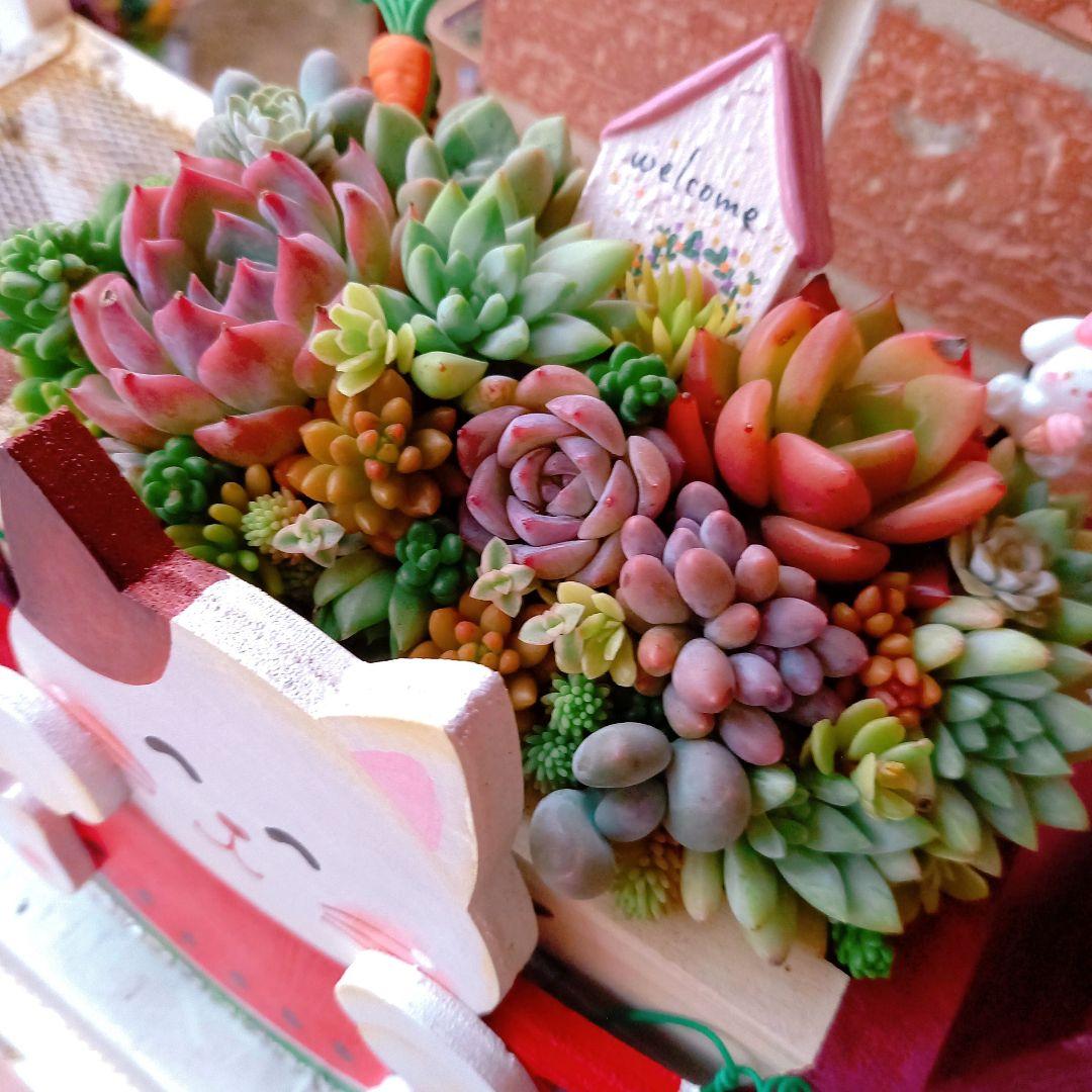 ❤️多肉植物❤️そのまま飾れる寄せ植え❤️カエル君❤️ ♡そのまま飾れる♡日光浴カエルちゃん♬可愛い多肉植物寄せ植え