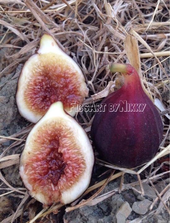 ファッション Badia イチジク苗 植物 観葉植物 Naprapat No