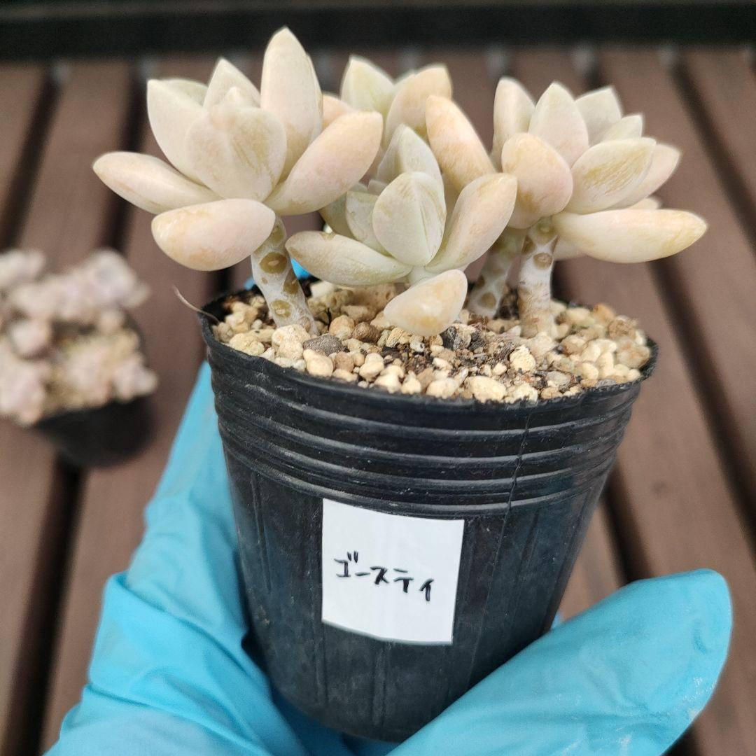 ①【ポットごと】多肉植物10種類☆メルカリ便にて - メルカリ