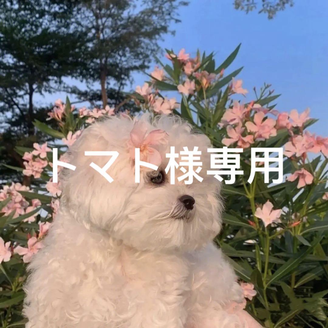 トマト様専用