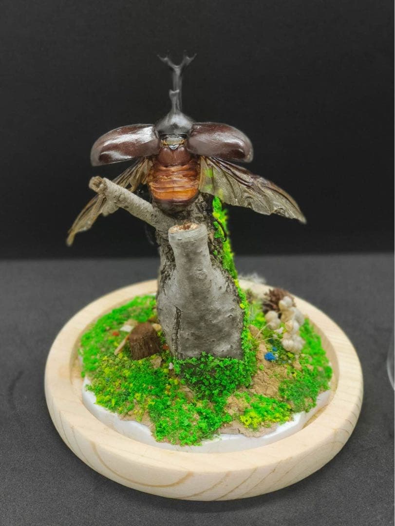 手作りカブトムシ標本，羽を広げる姿，長持ち加工済 観賞、インテリア、自然の雰囲気