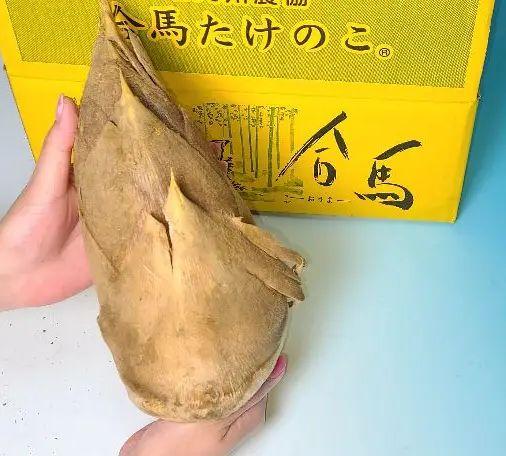 超特価格安 熊本産 鮮度抜群 朝採り 筍ご飯 春 筍飯 96pqo-m44306347315 新物 生タケノコ 2kg 4本入 お得特価