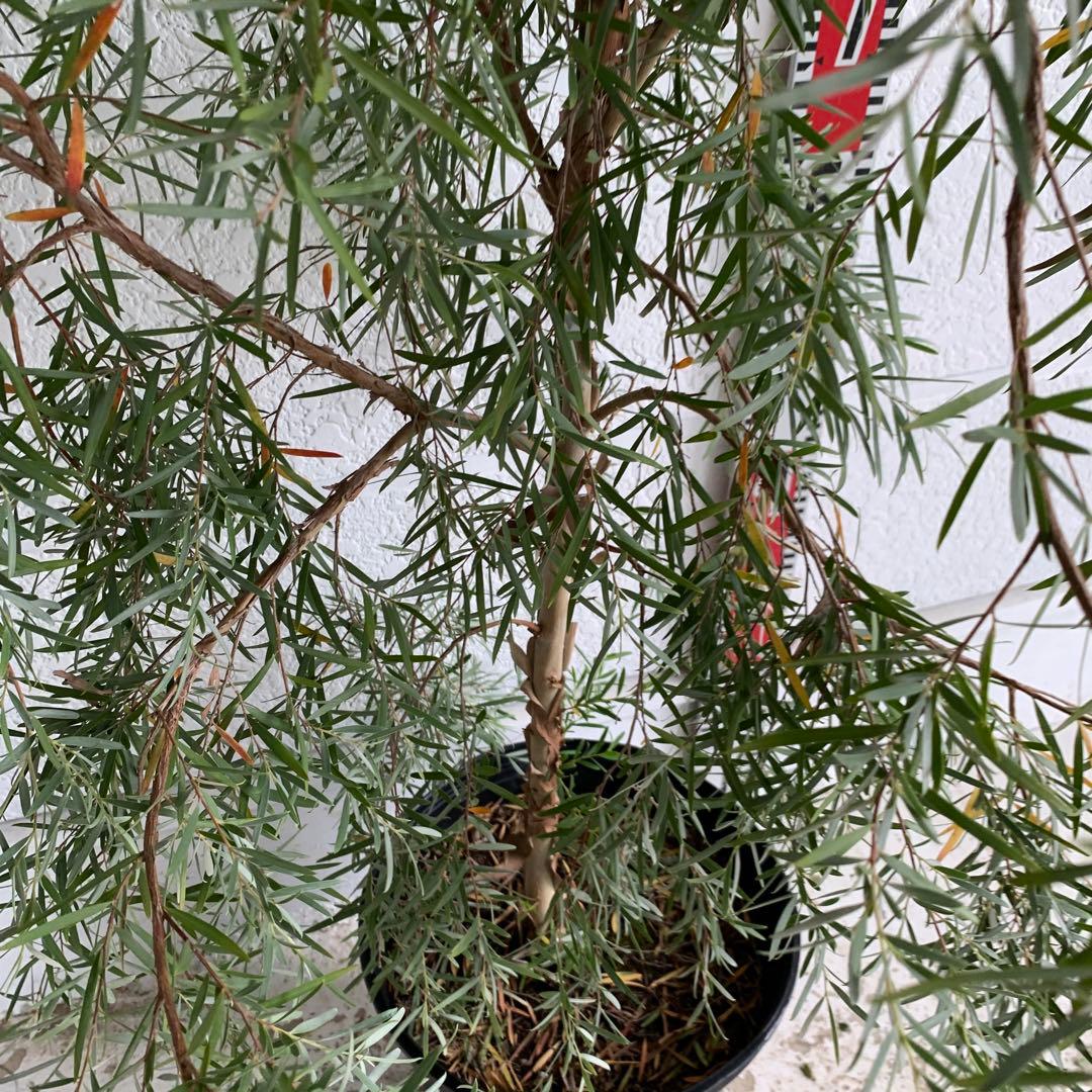 38やや傷や汚れあり