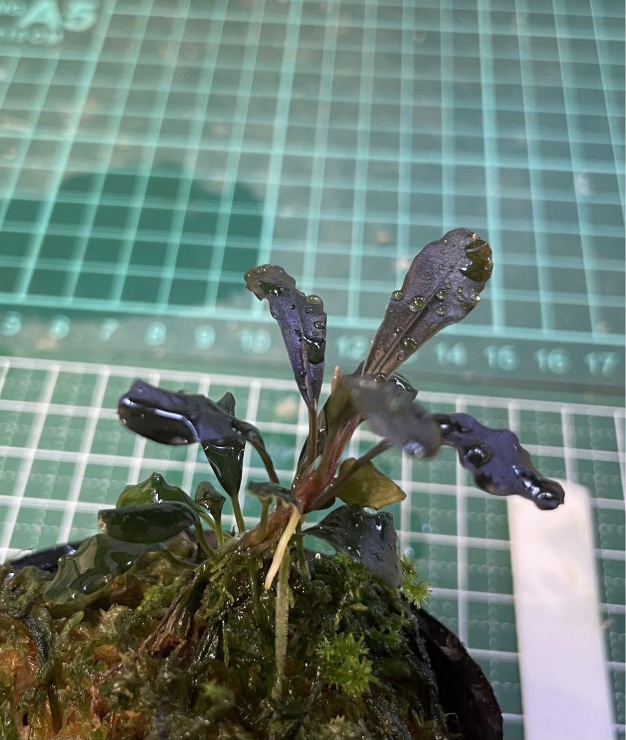 Bucephalandra sp.Ghost kalimantan卸売 通販