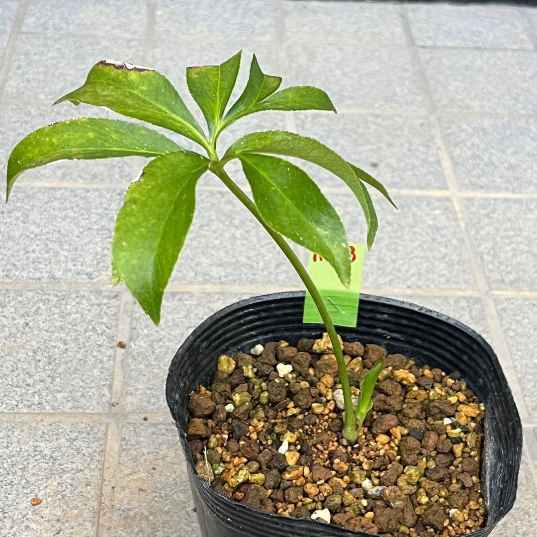 i*u様 ❤️根っこ充実❤️1153⭐️超レア⭐️【くっきりハート⭐️利休】