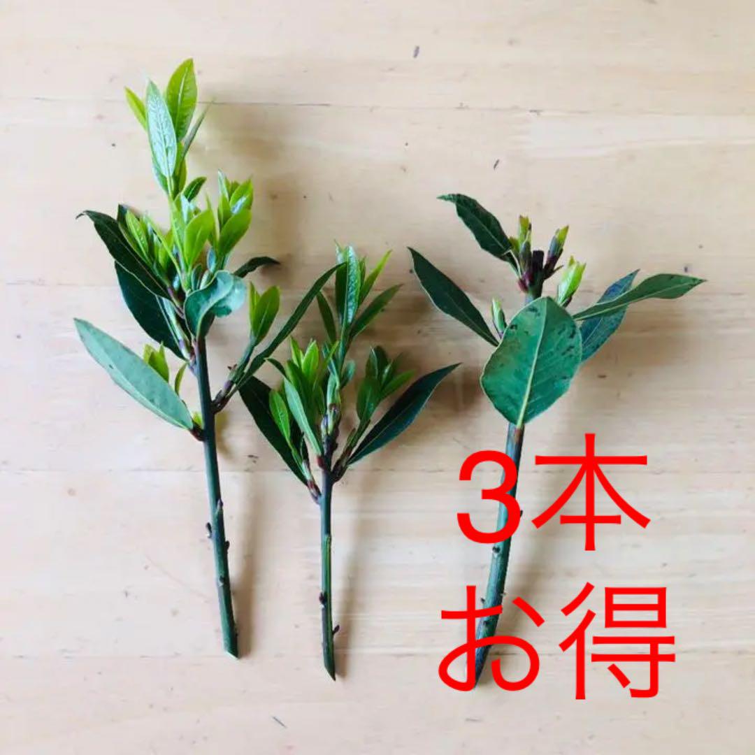 ローリエ 苗 月桂樹 挿木 挿し木 挿し木用苗 挿し穂 枝 新枝 新芽つき 3本 メルカリ ローリエ 苗 月桂樹 挿木 挿し木 挿し木用苗 挿し穂 枝 新枝 新芽つき 3本 メルカリ