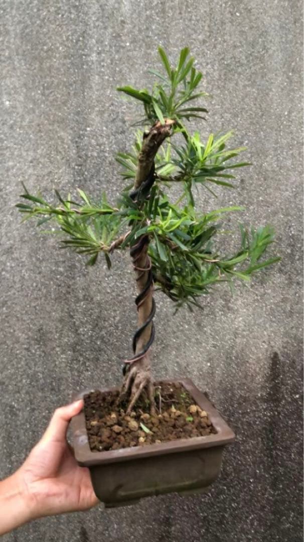 イヌマキ盆栽目立った傷や汚れなし