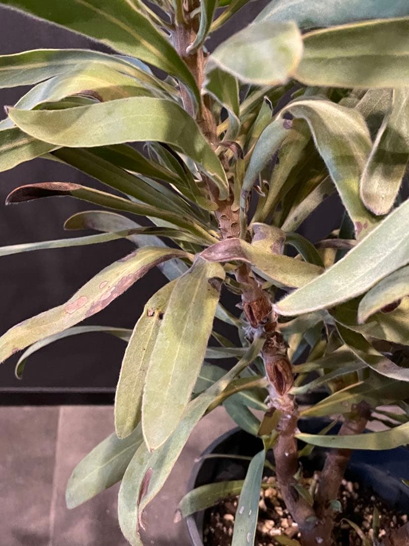 オージー ネイティブ