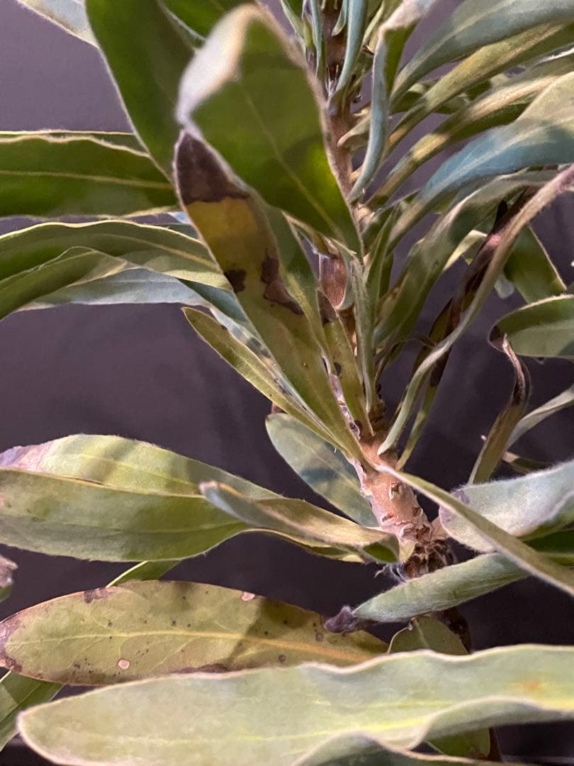 ネイティブ プランツやや傷や汚れあり